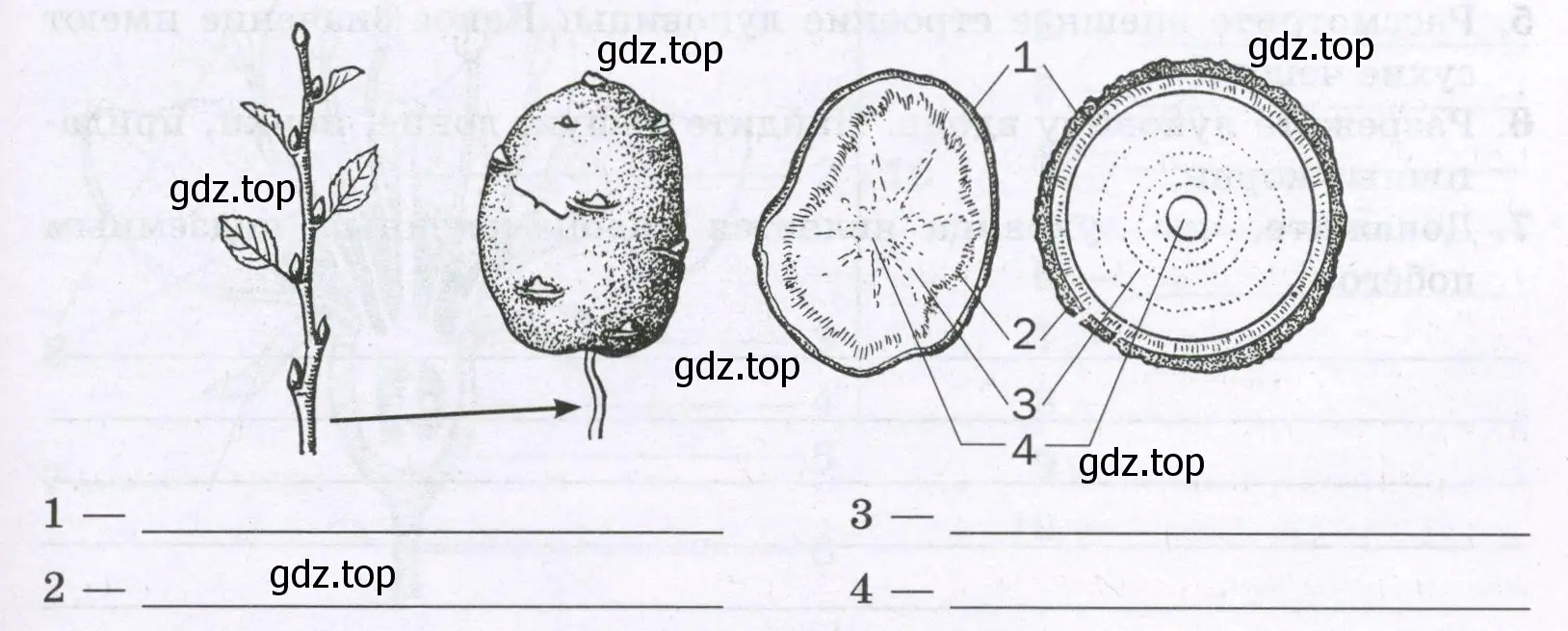 соедините стрелками соответствующие части побега и клубня