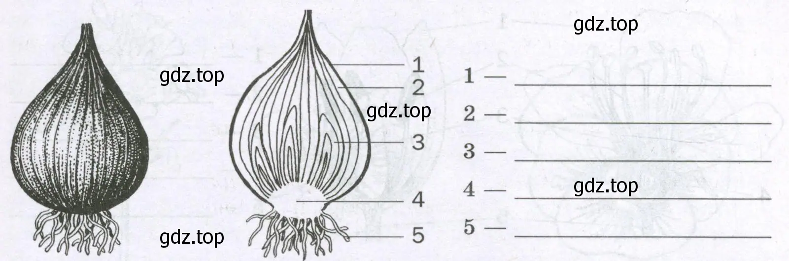 подпишите на рисунке основные части луковицы.