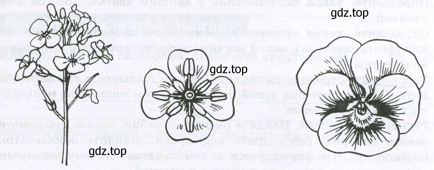 Сравните изображённые на рисунке цветки капусты и виолы