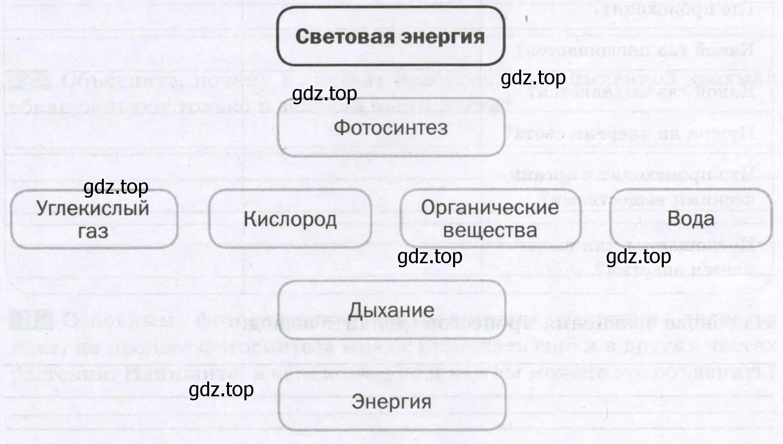 Взаимосвязь фотосинтеза и дыхания