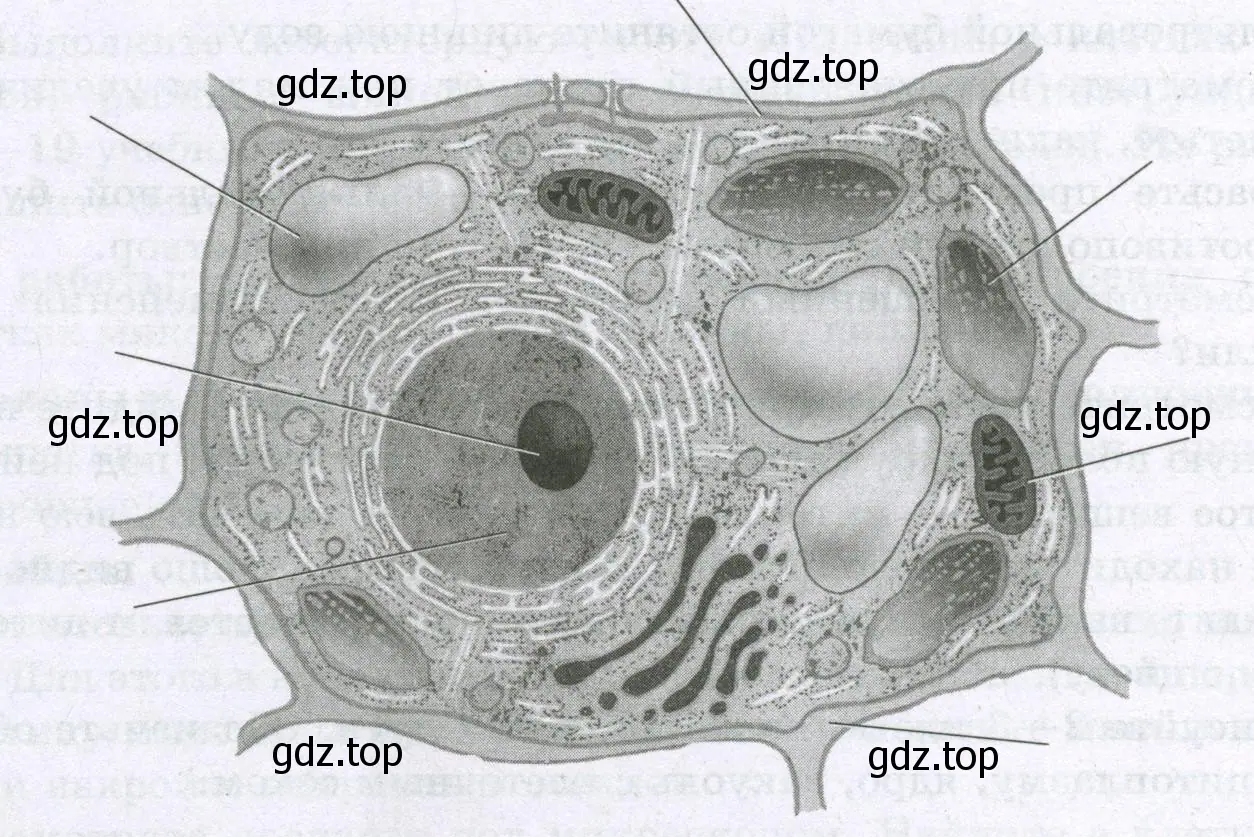 основные части растительной клетки