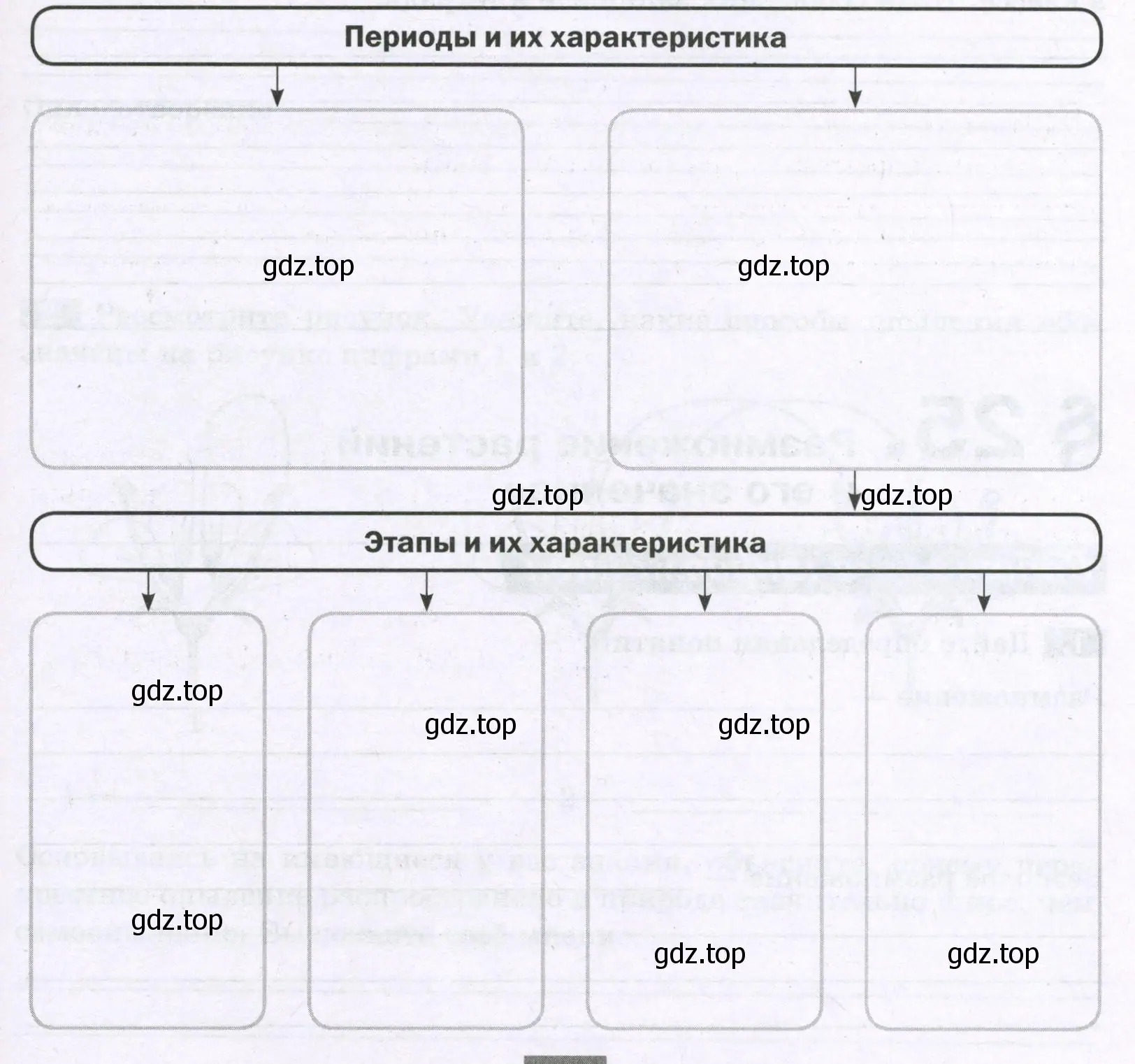 Периоды и этапы в индивидуальном развитии покрытосеменных растений