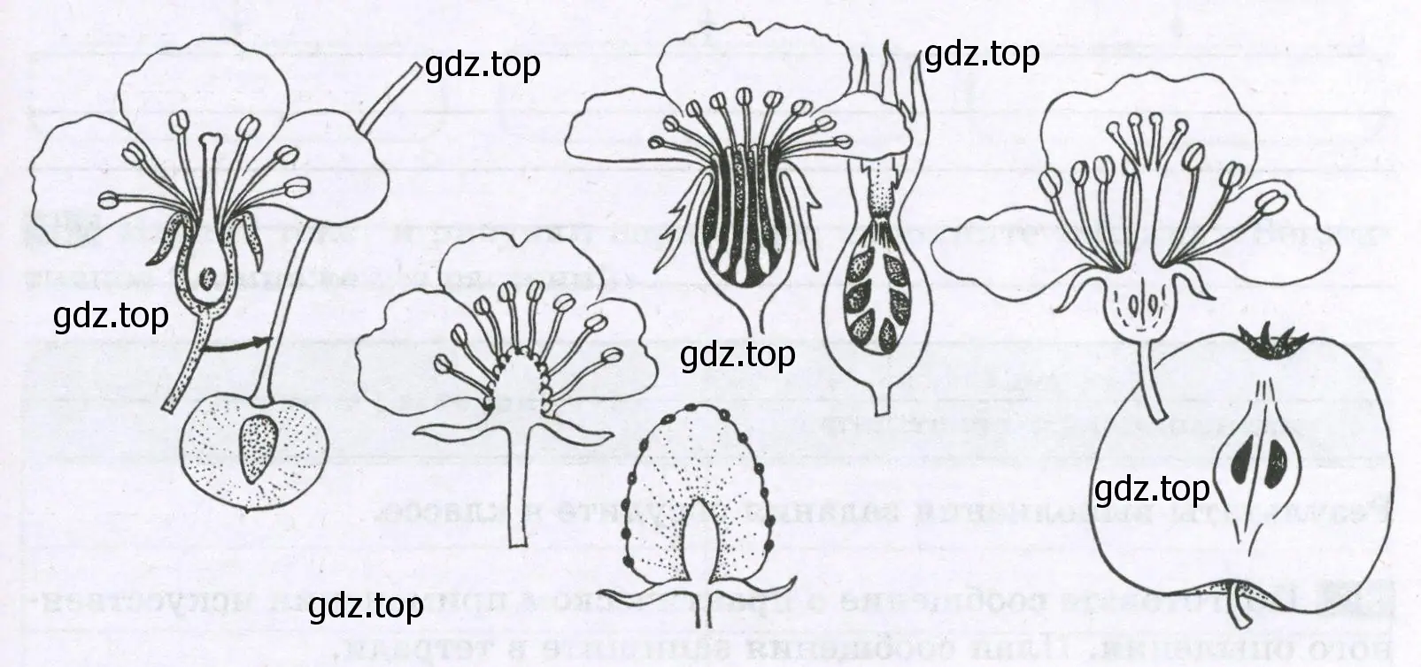 из каких частей цветка образовались соответствующие части плода
