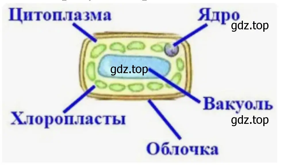 строение клетки листа элодеи