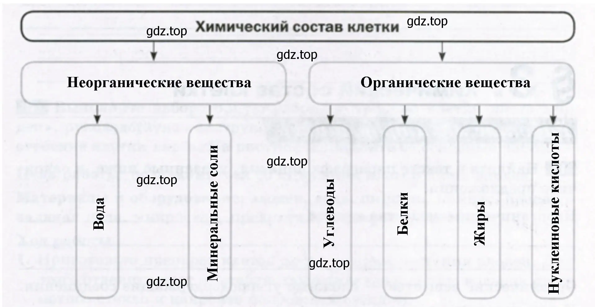 Химический состав клетки