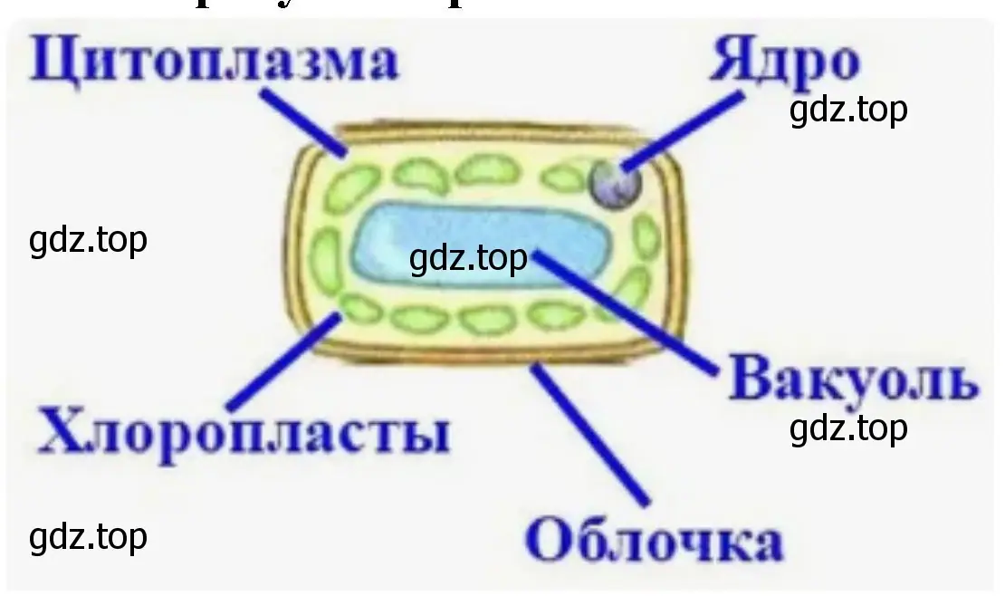 строение клетки листа элодеи