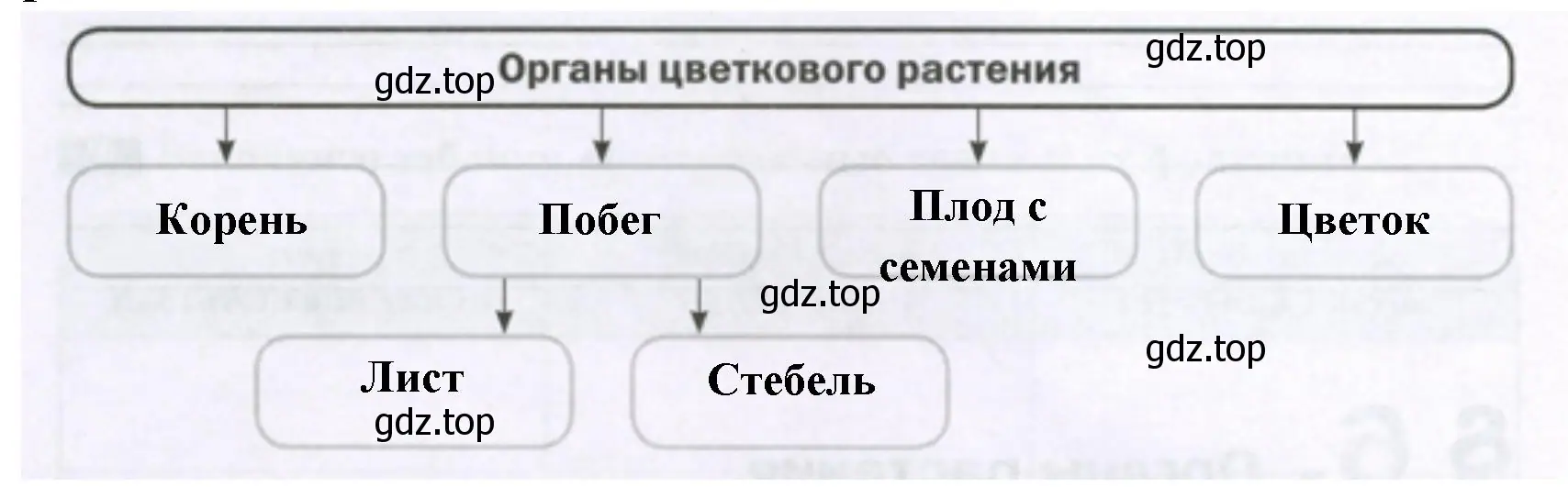 Органы цветкового растения