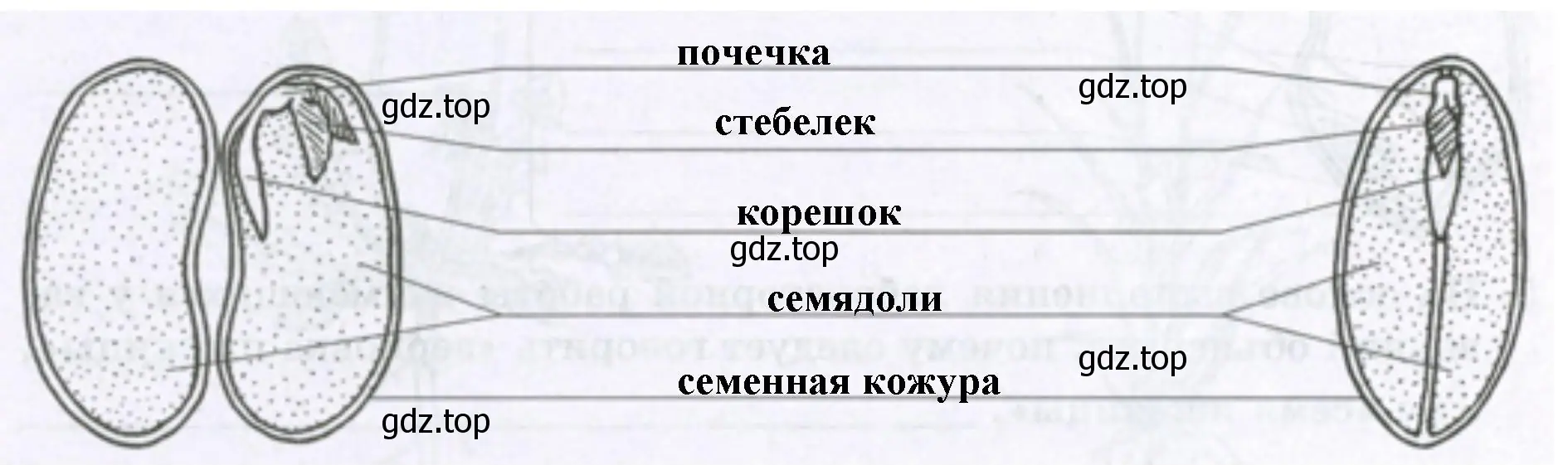 части семени фасоли находятся питательные вещества