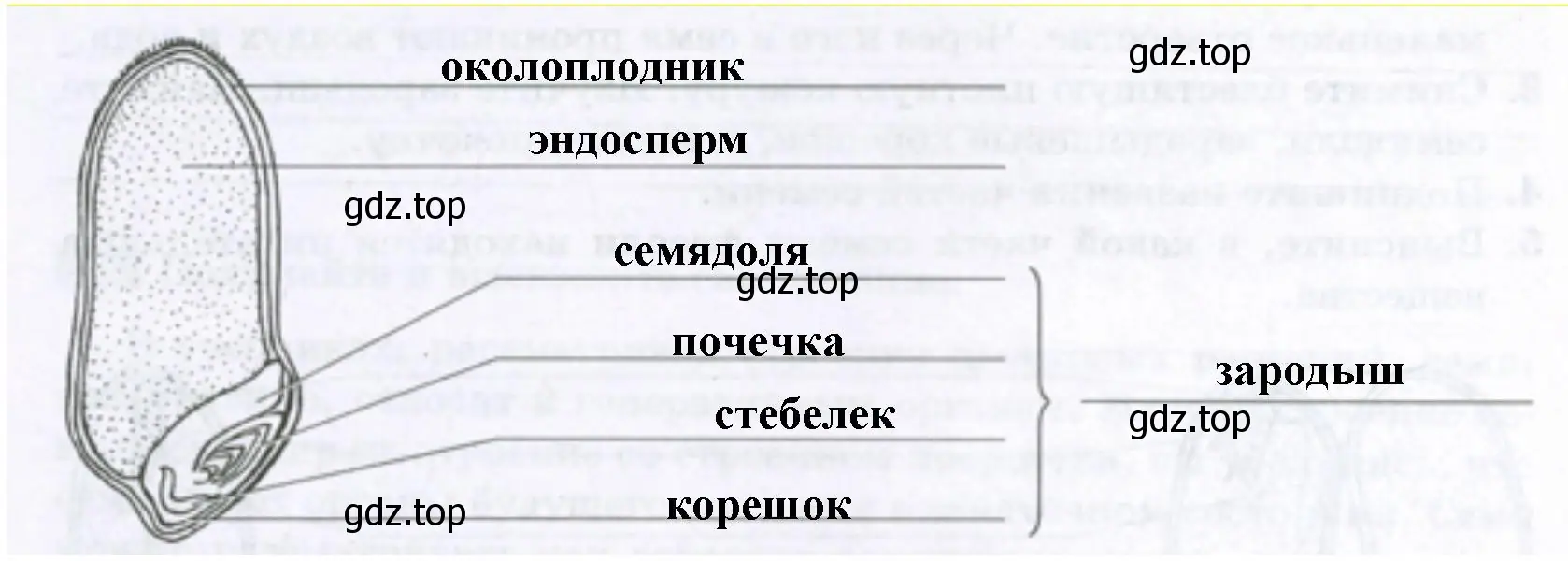 Подпишите на рисунке части зерновки пшеницы