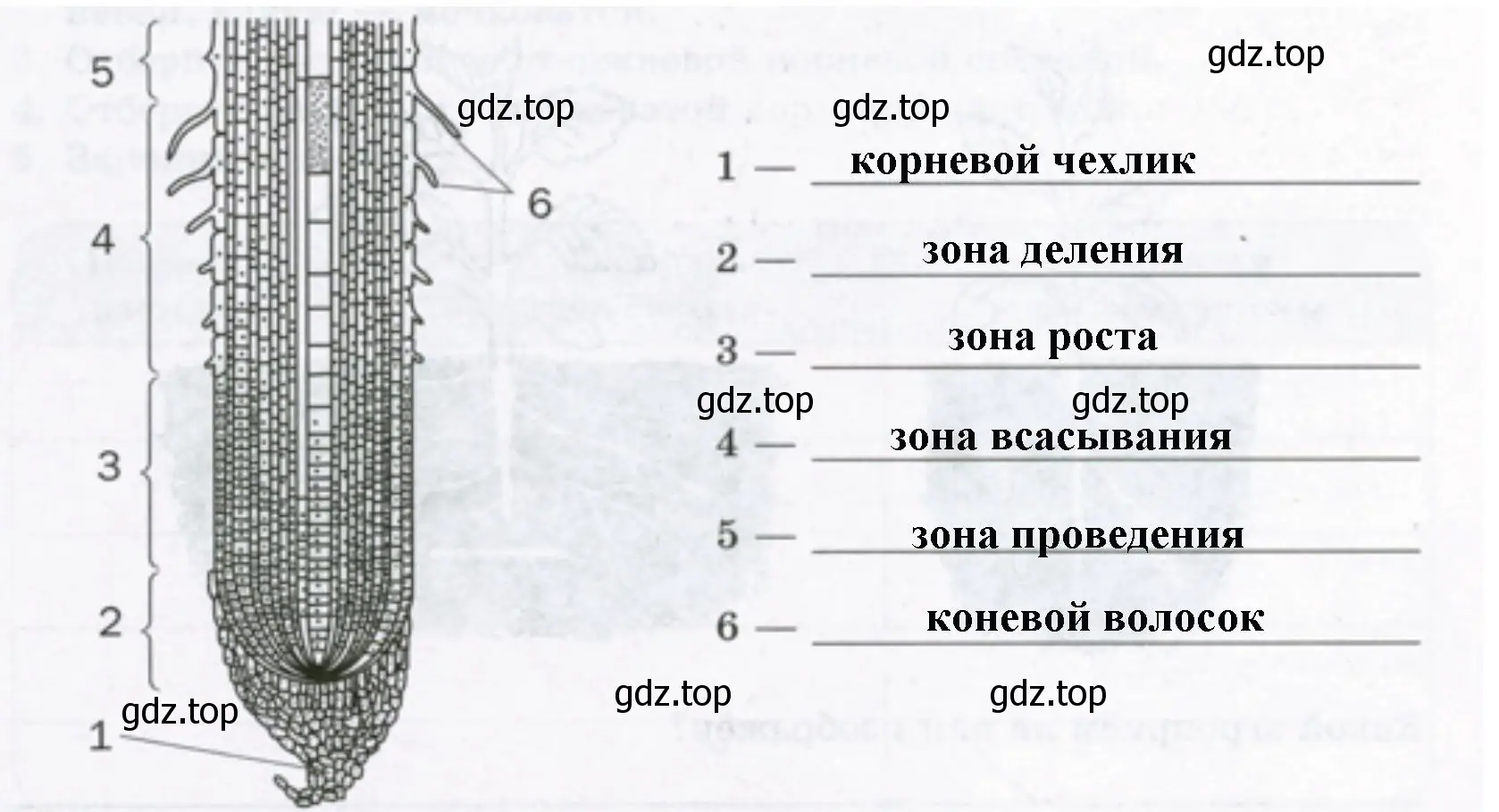 изображение продольного разреза молодого корня