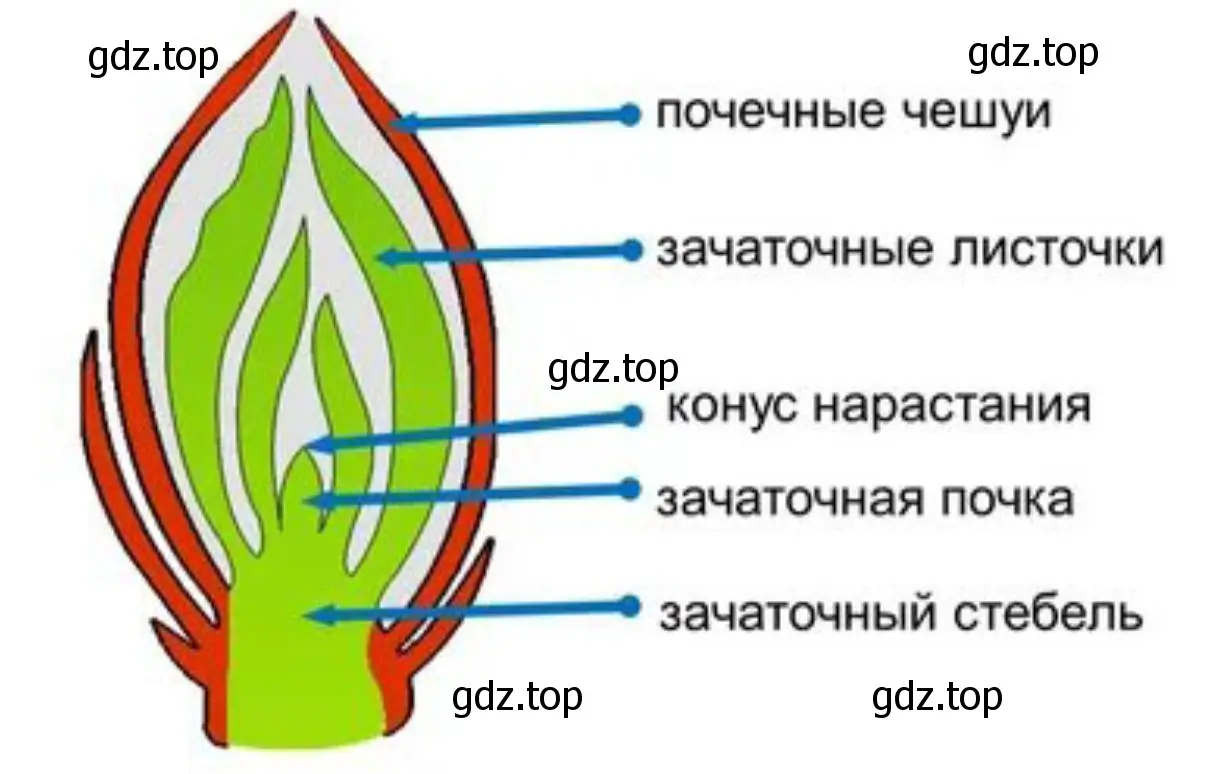 Разрежьте вегетативную почку вдоль, рассмотрите её под лупой