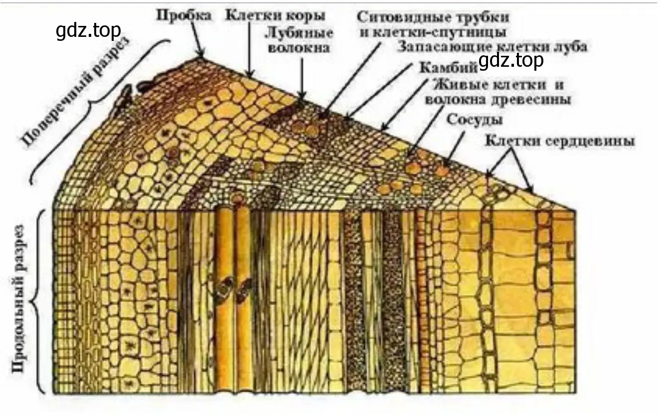 Приготовьте поперечный и продольный срезы ветки