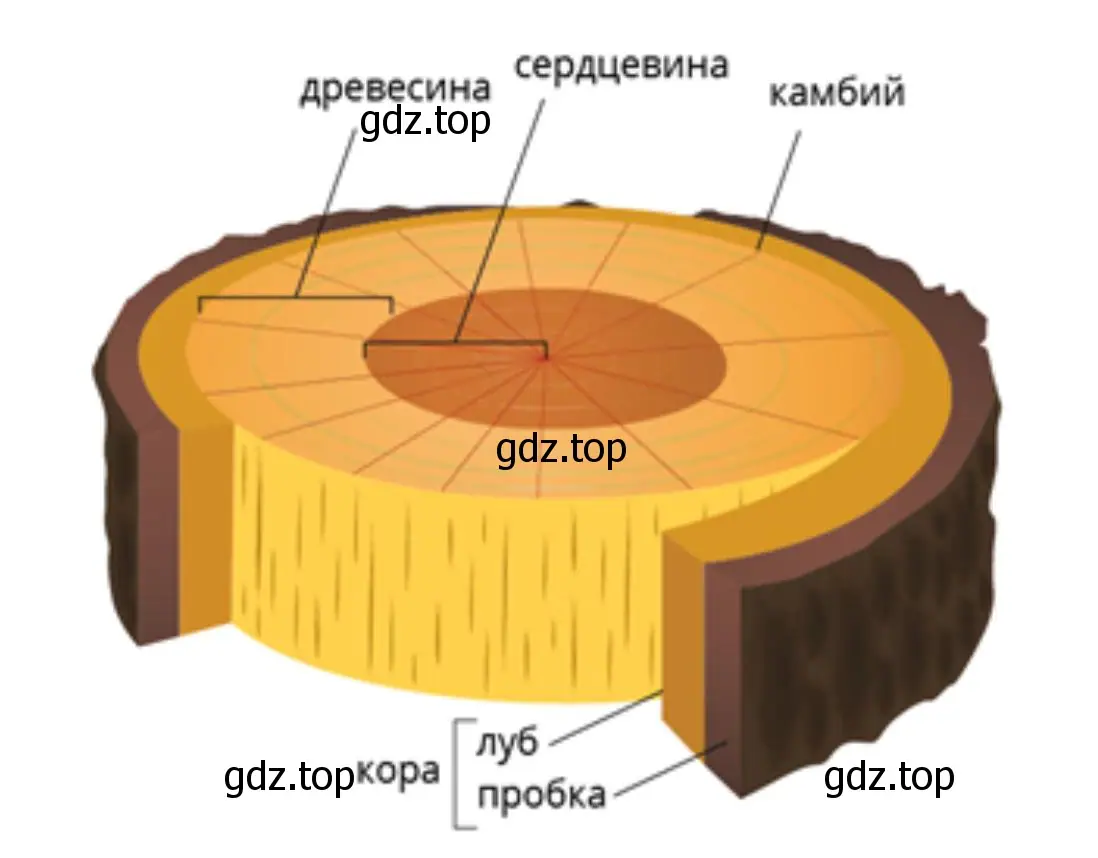 Приготовьте поперечный и продольный срезы ветки