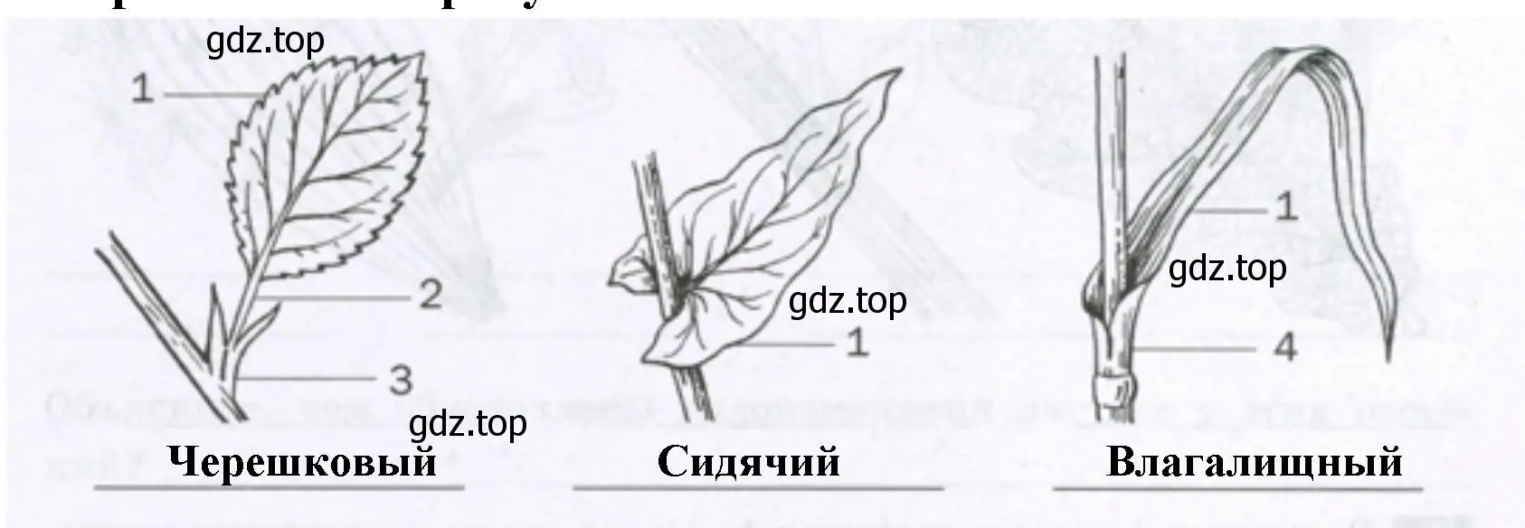 способы прикрепления листьев к стеблю у растений