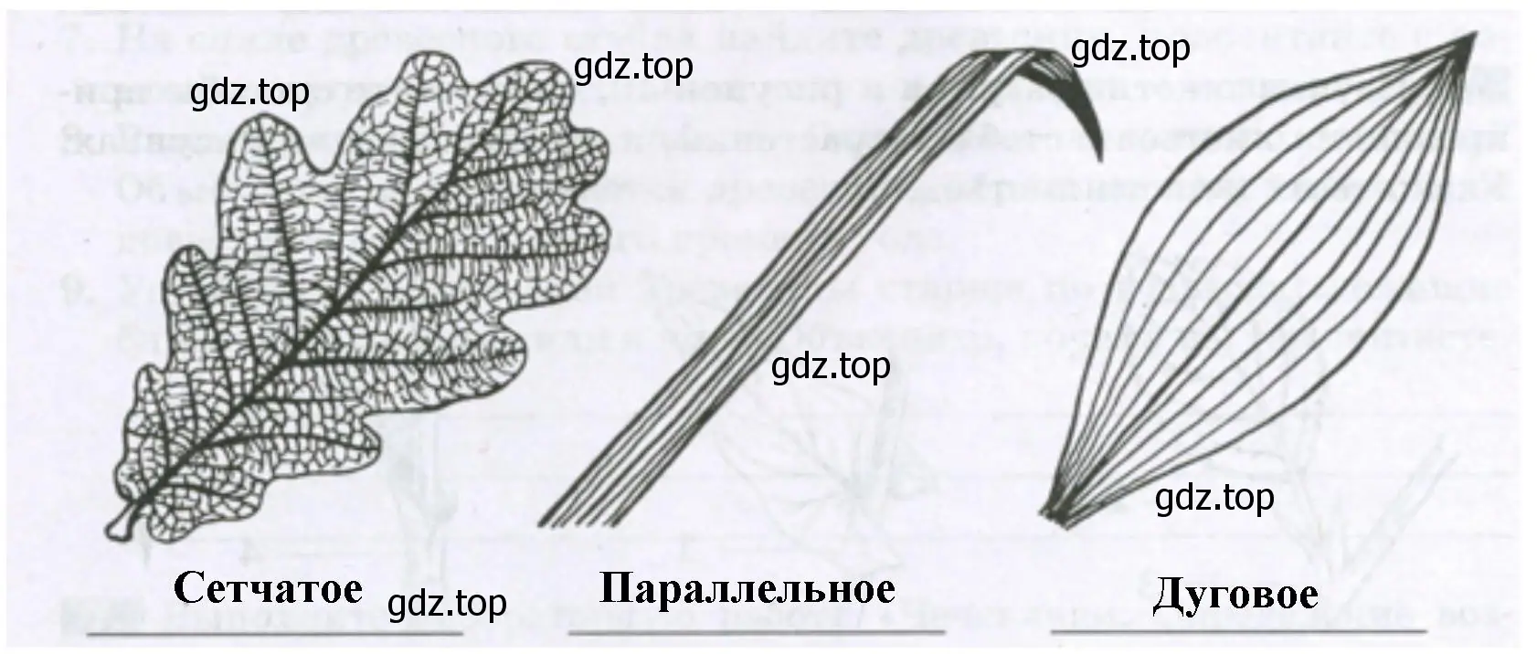 какой тип жилкования имеют эти листья.