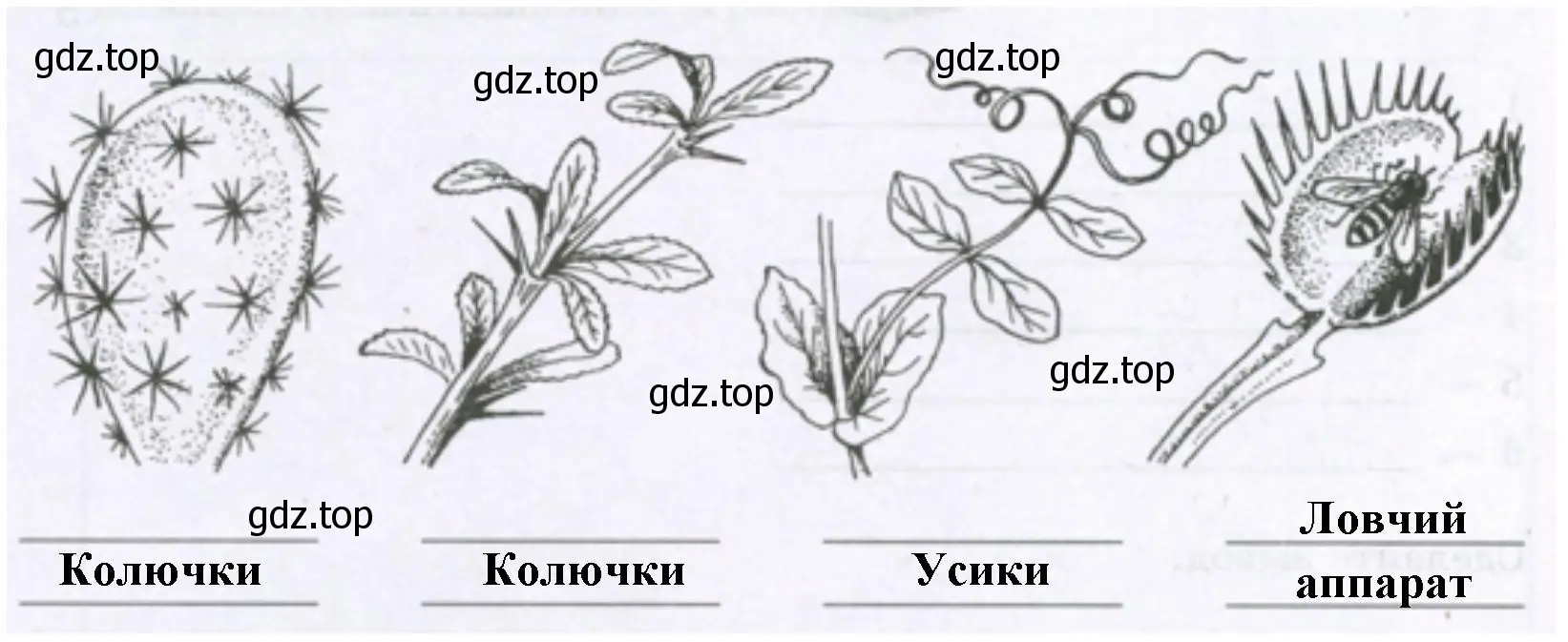 Видоизменение листьев