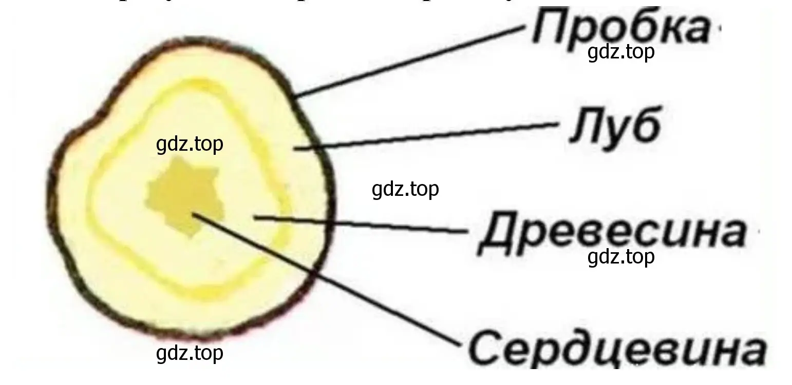 Зарисуйте поперечный срез клубня.