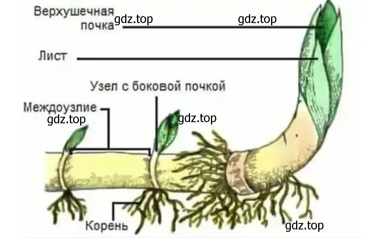 Зарисуйте внешний вид корневища