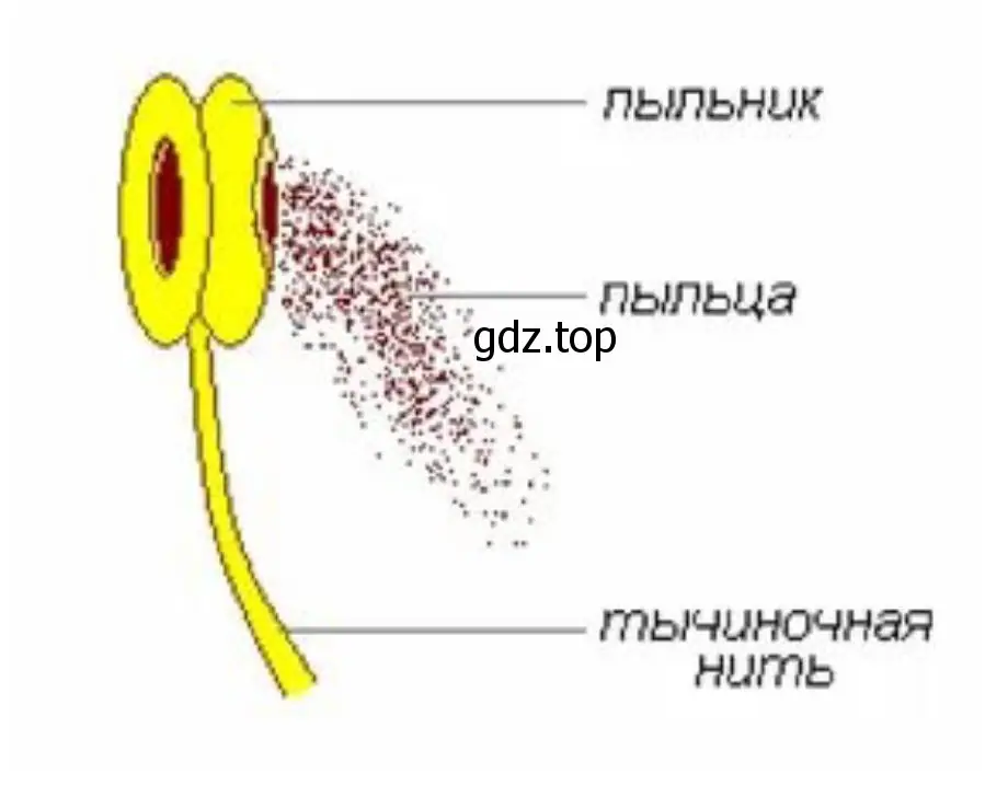 Рассмотрите строение тычинки