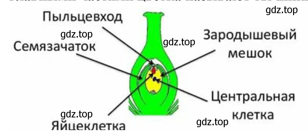 Рассмотрите пестик