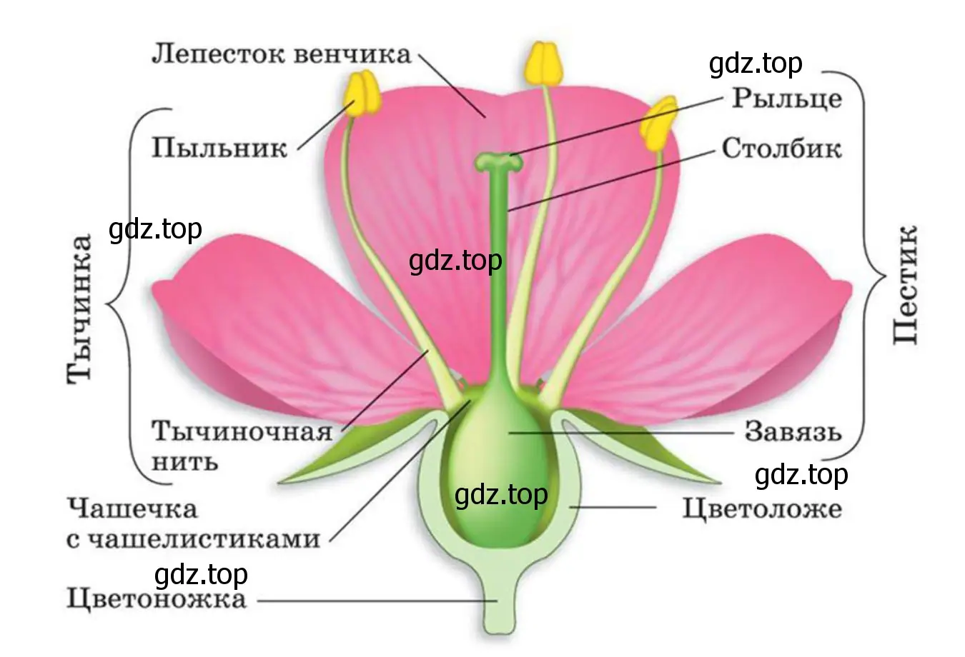 Зарисуйте части цветка и подпишите их названия