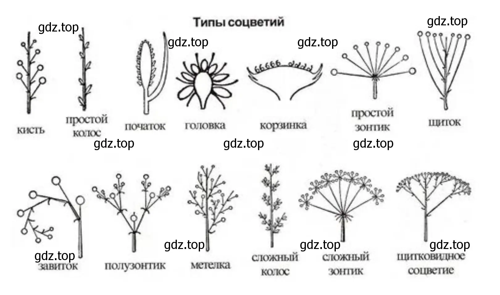 Типы соцветий