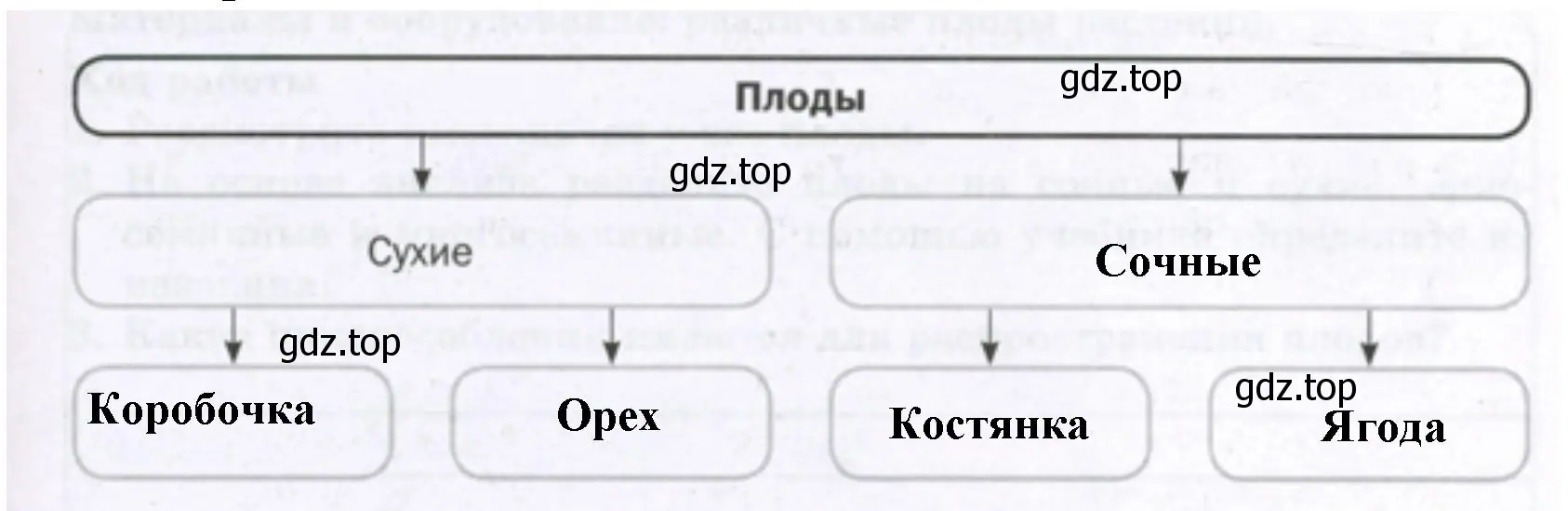 заполните схему «Классификация плодов».