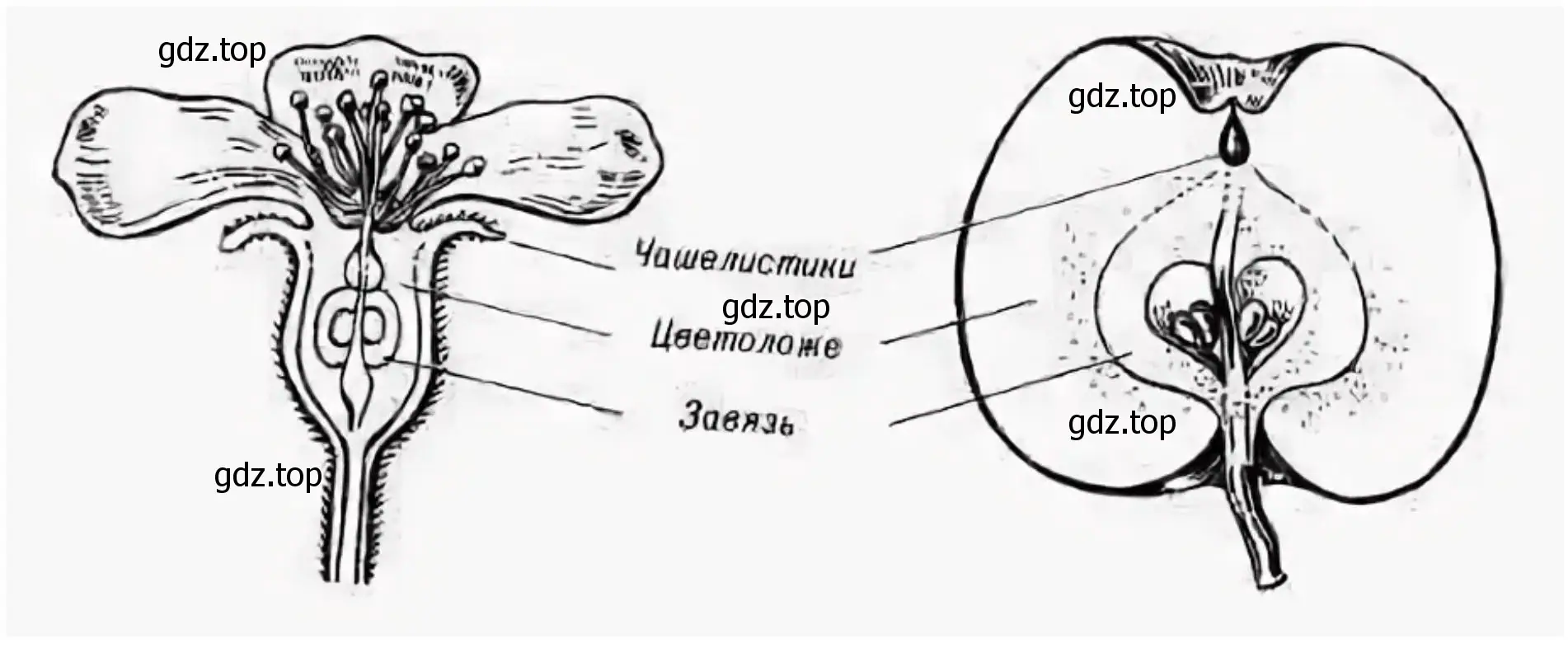 изучите строение цветков и плодов двух различных растений