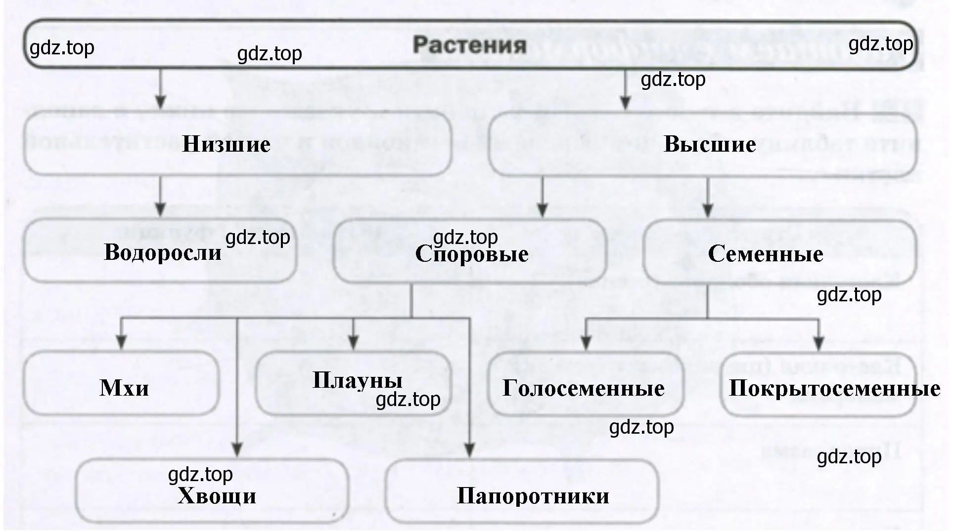 Растения низшие и высшие