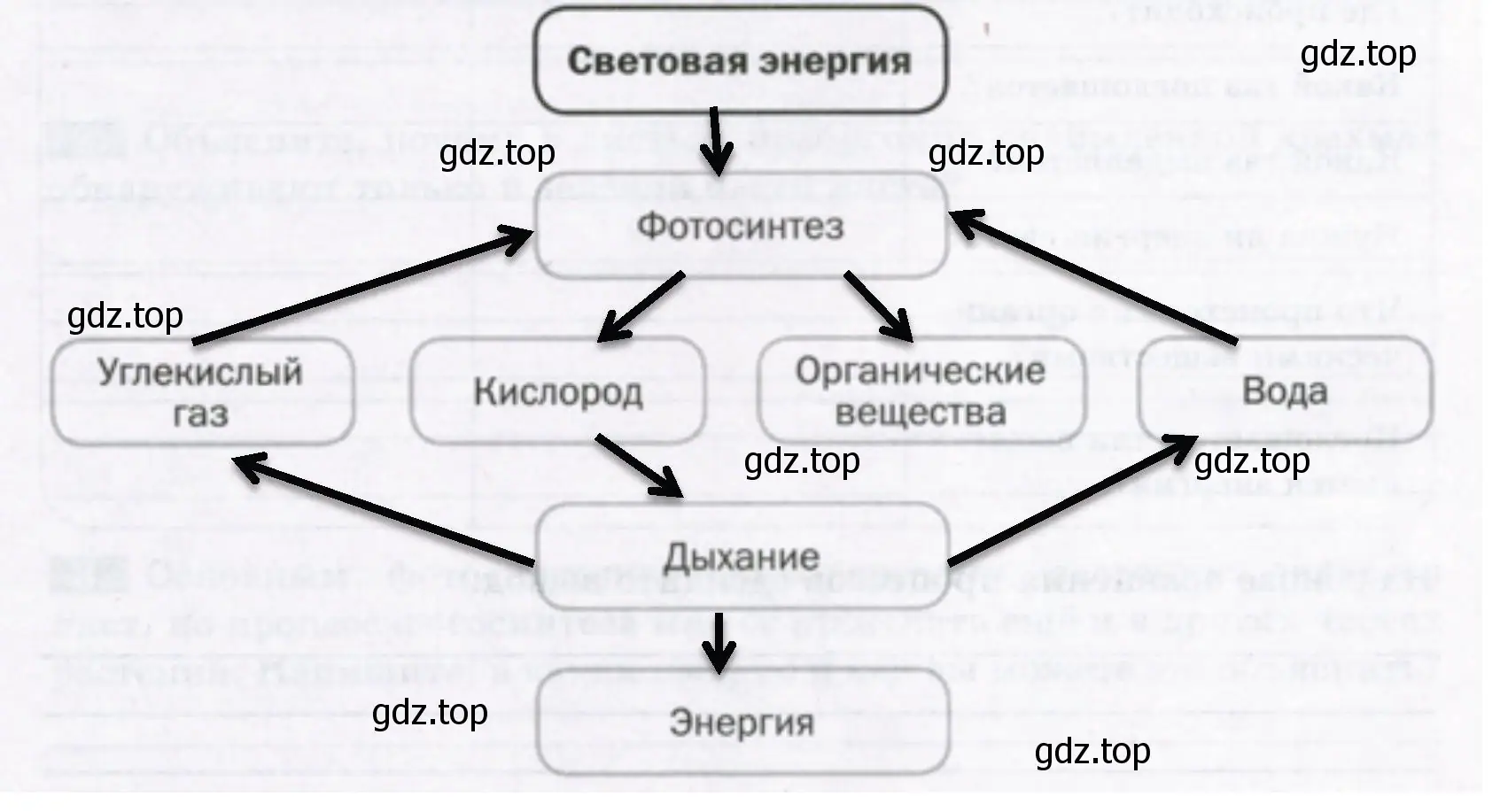 Взаимосвязь фотосинтеза и дыхания