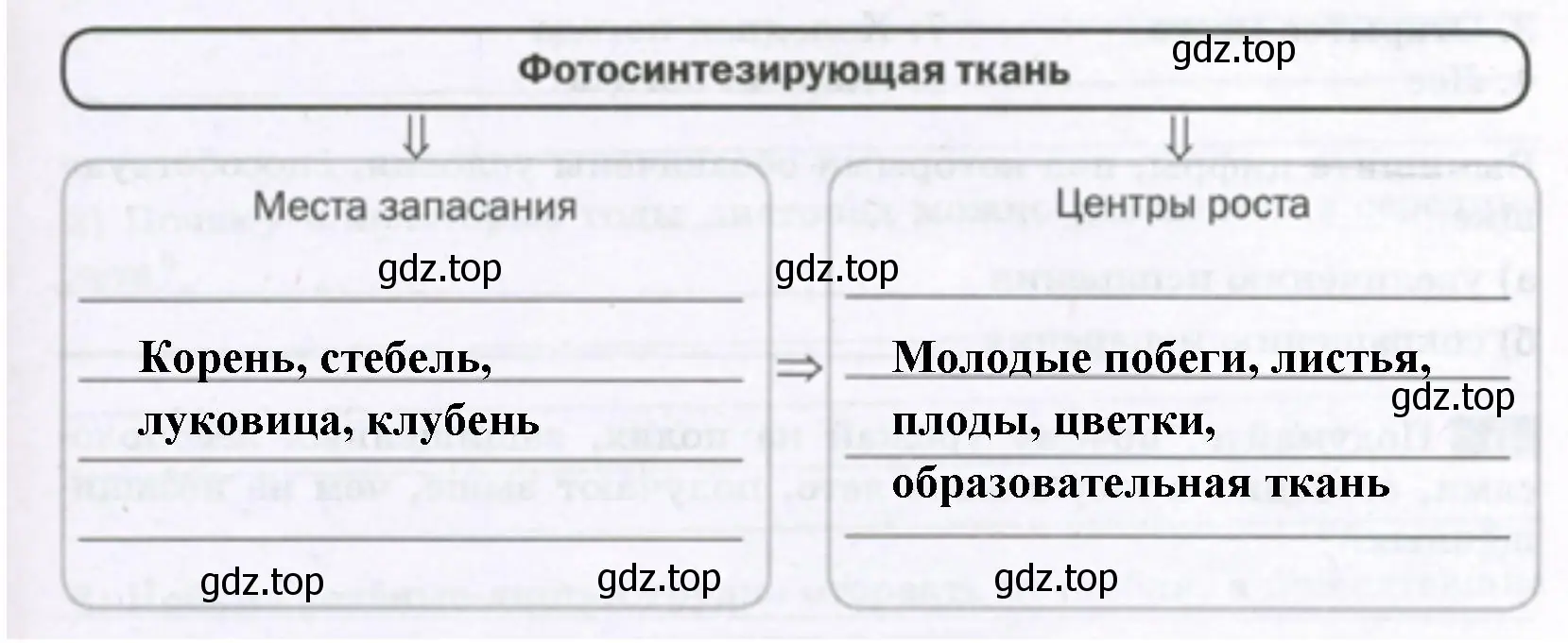 Передвижение органических веществ в растении