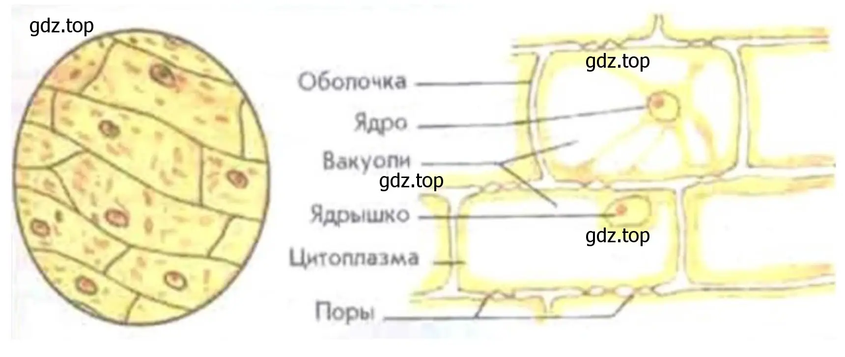 клетки кожицы чешуи лука