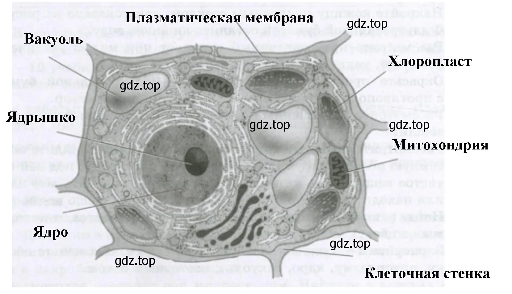 Основные части плазматической мембраны