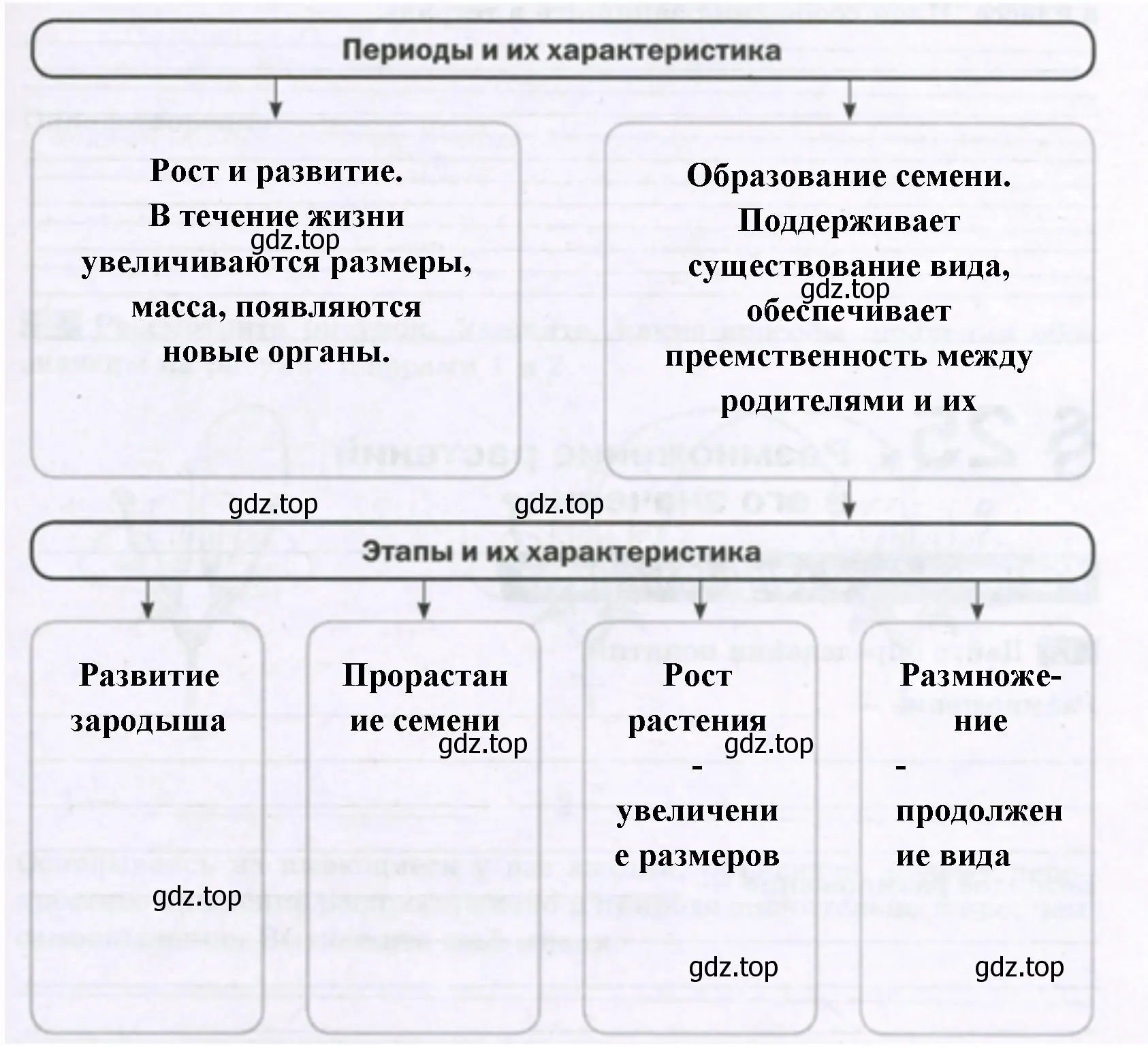 Периоды и этапы в индивидуальном развитии покрытосеменных растений