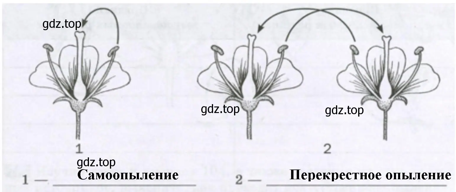 Укажите, какие способы опыления обозначены на рисунке