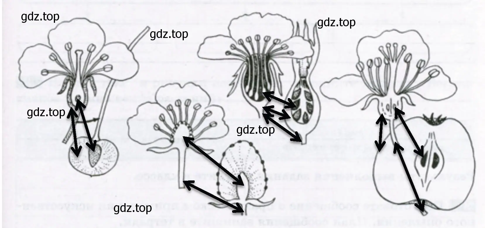 из каких частей цветка образовались соответствующие части плода