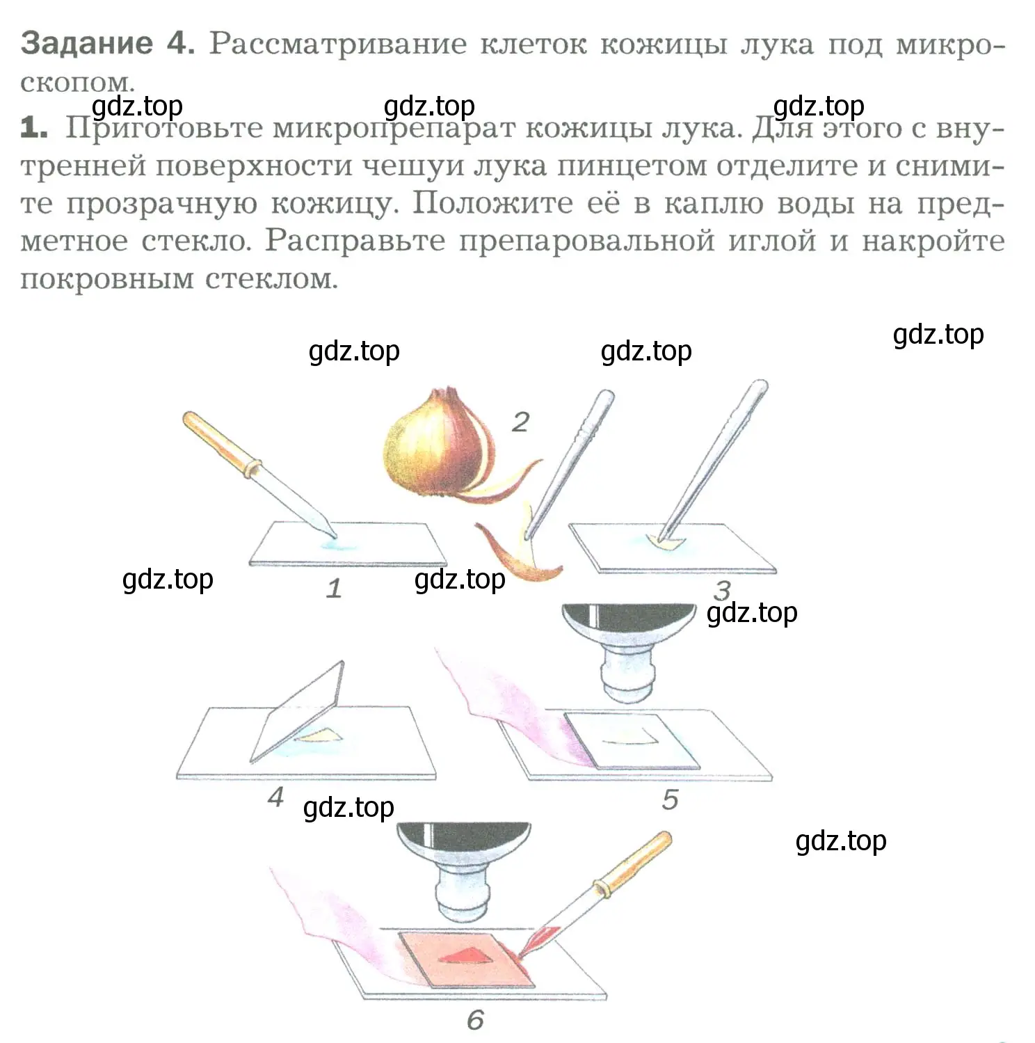 Условие номер 4 (страница 37) гдз по биологии 6 класс Пономарева, Корнилова, учебник