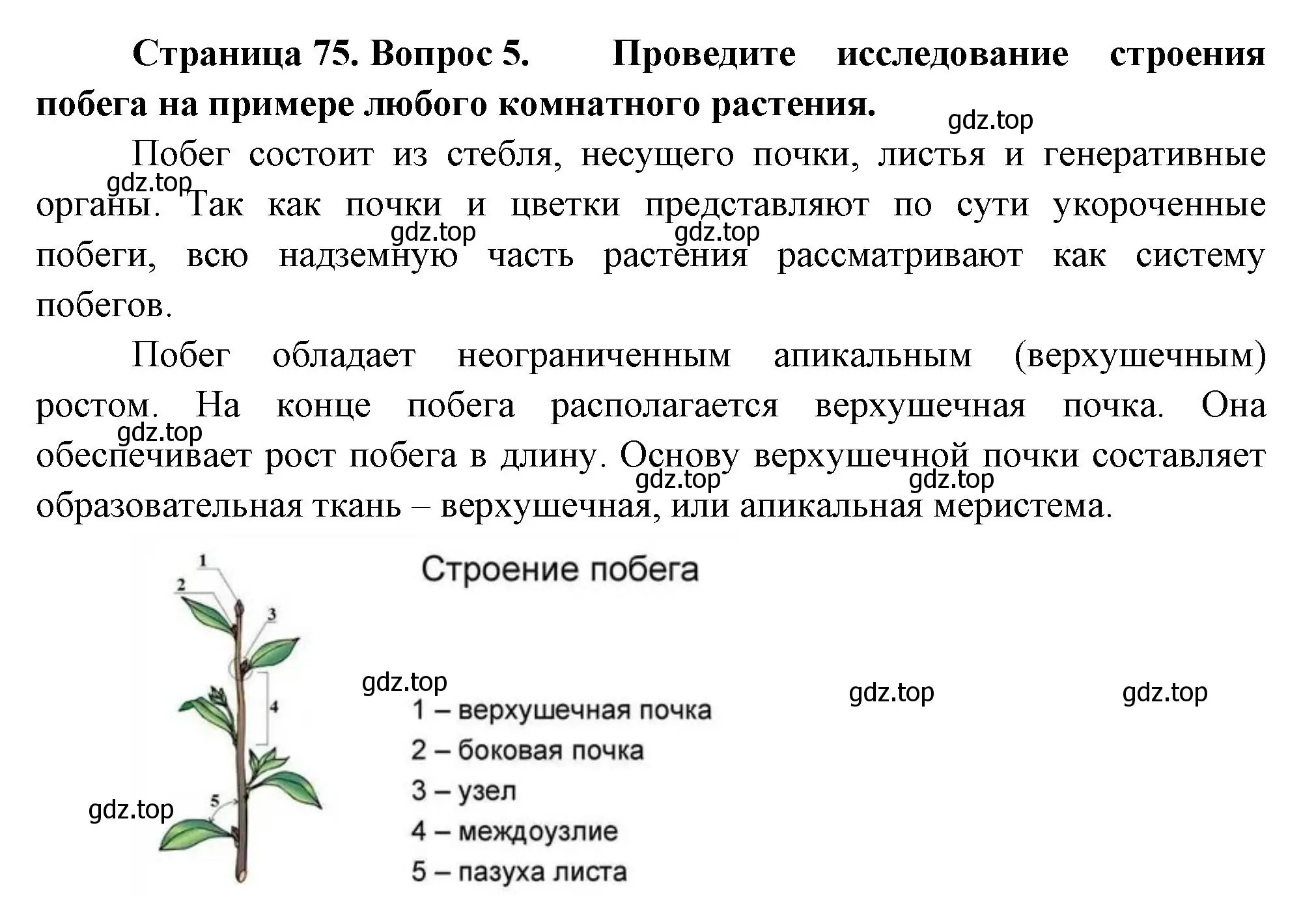 Решение номер 5 (страница 75) гдз по биологии 6 класс Пономарева, Корнилова, учебник