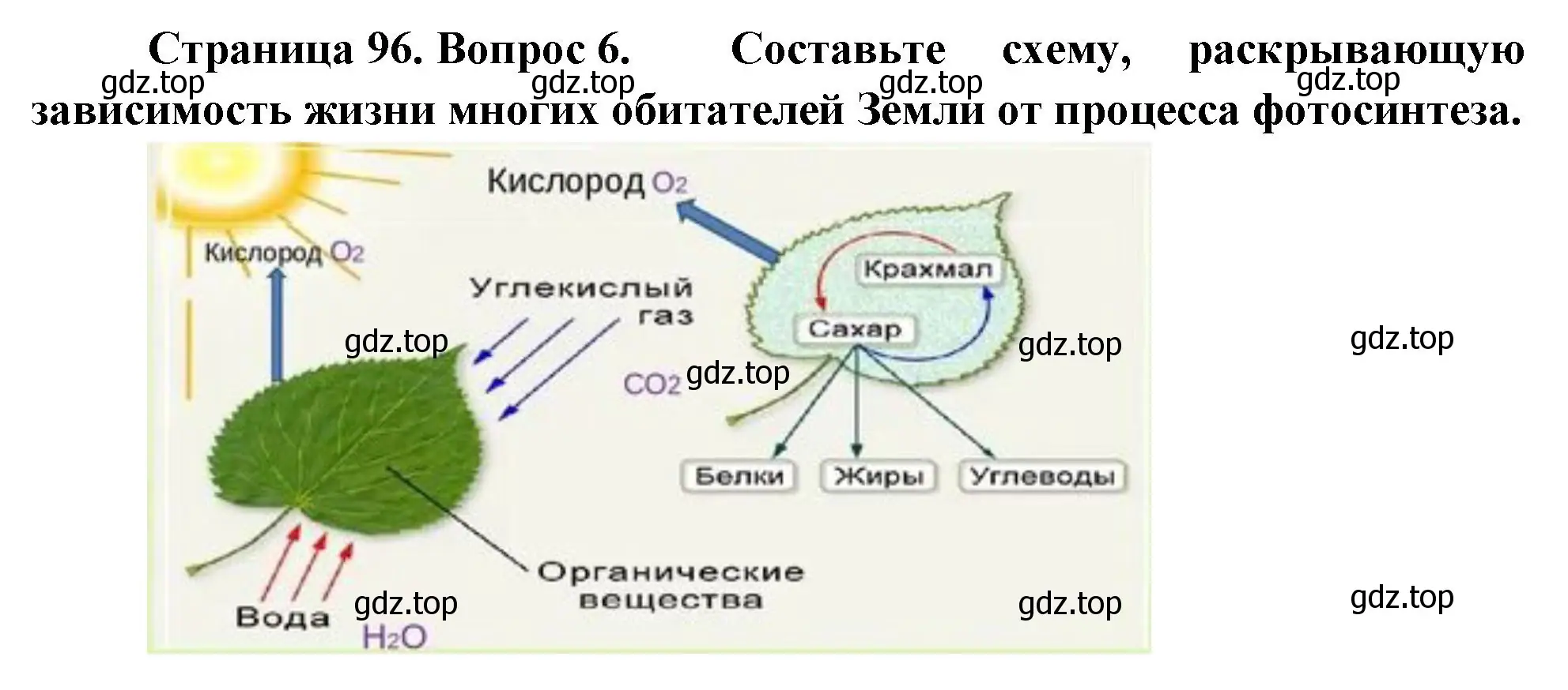 Решение номер 6 (страница 96) гдз по биологии 6 класс Пономарева, Корнилова, учебник