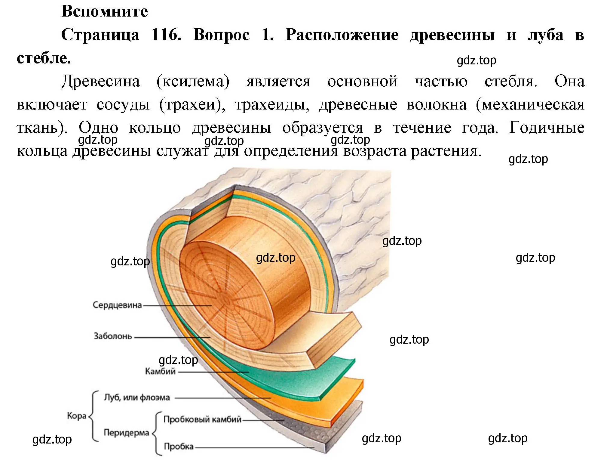 Решение номер 1 (страница 116) гдз по биологии 6 класс Пономарева, Корнилова, учебник