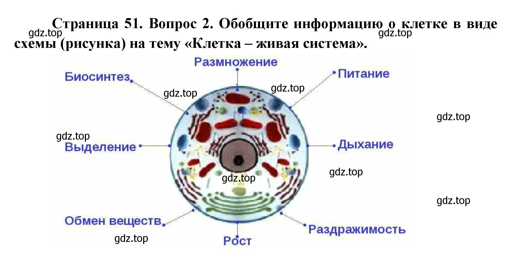 Решение номер 2 (страница 51) гдз по биологии 6 класс Пономарева, Корнилова, учебник