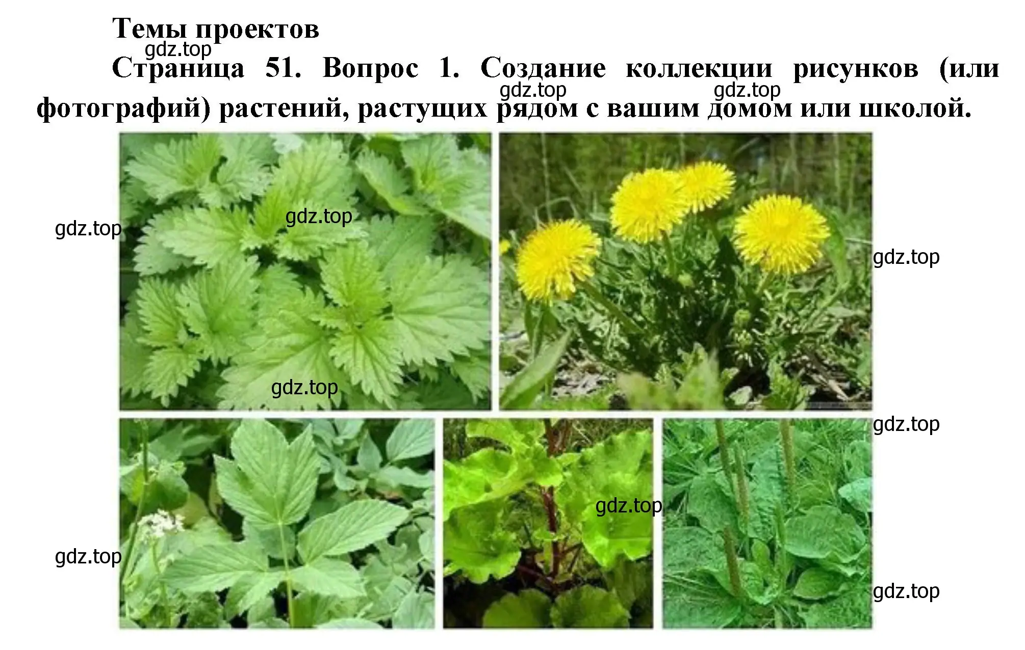 Решение номер 1 (страница 51) гдз по биологии 6 класс Пономарева, Корнилова, учебник