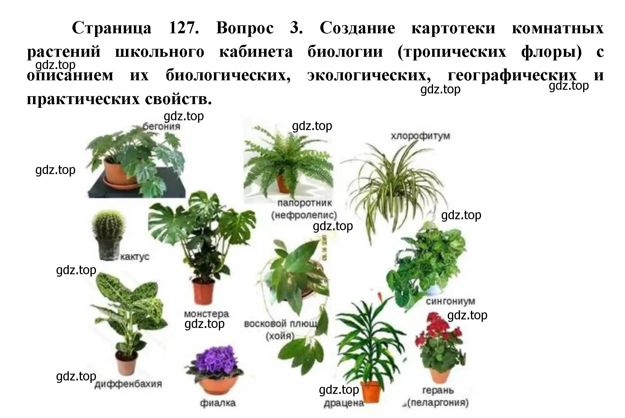 Решение номер 3 (страница 127) гдз по биологии 6 класс Пономарева, Корнилова, учебник