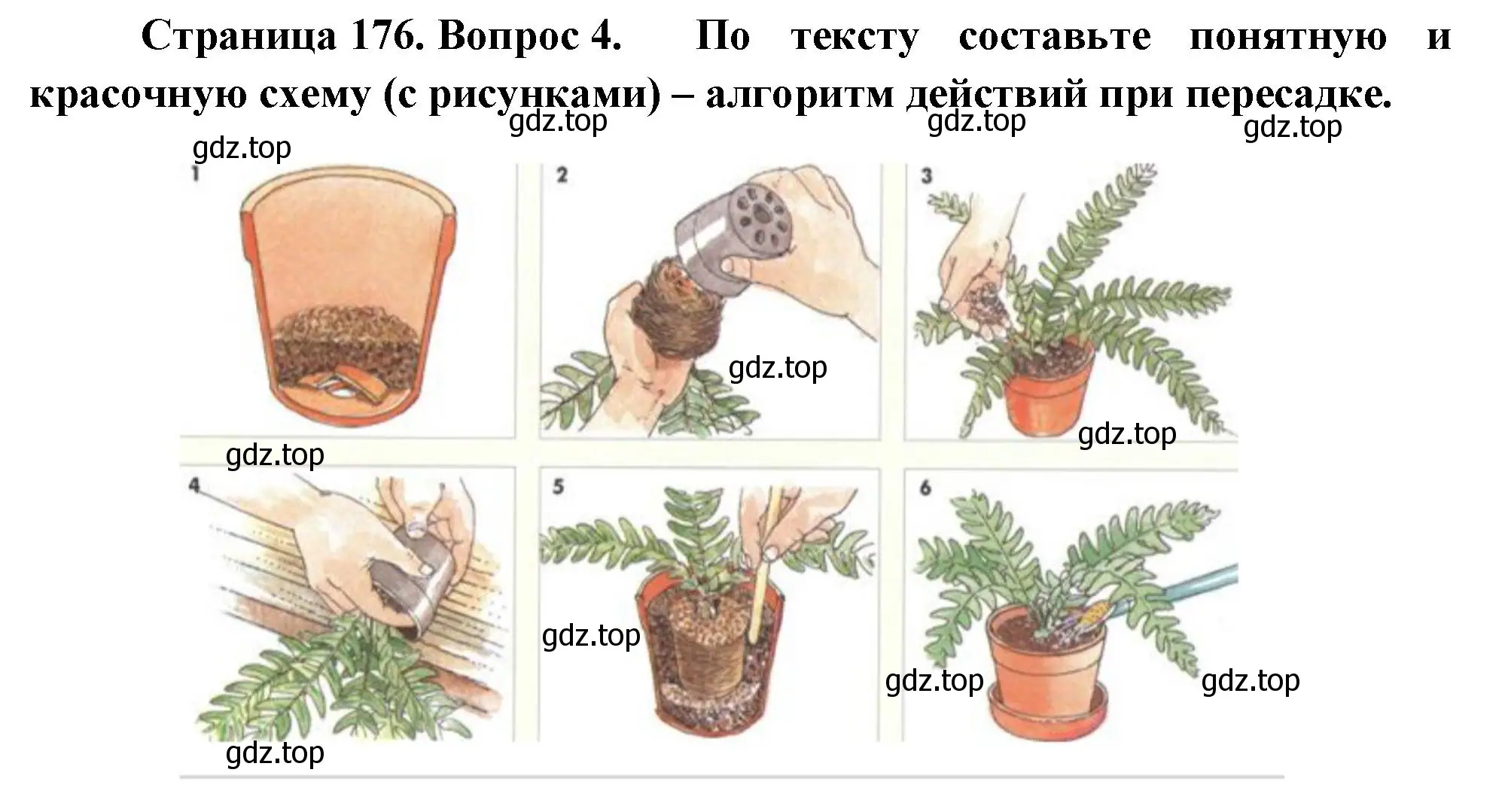 Решение номер 4 (страница 176) гдз по биологии 6 класс Пономарева, Корнилова, учебник