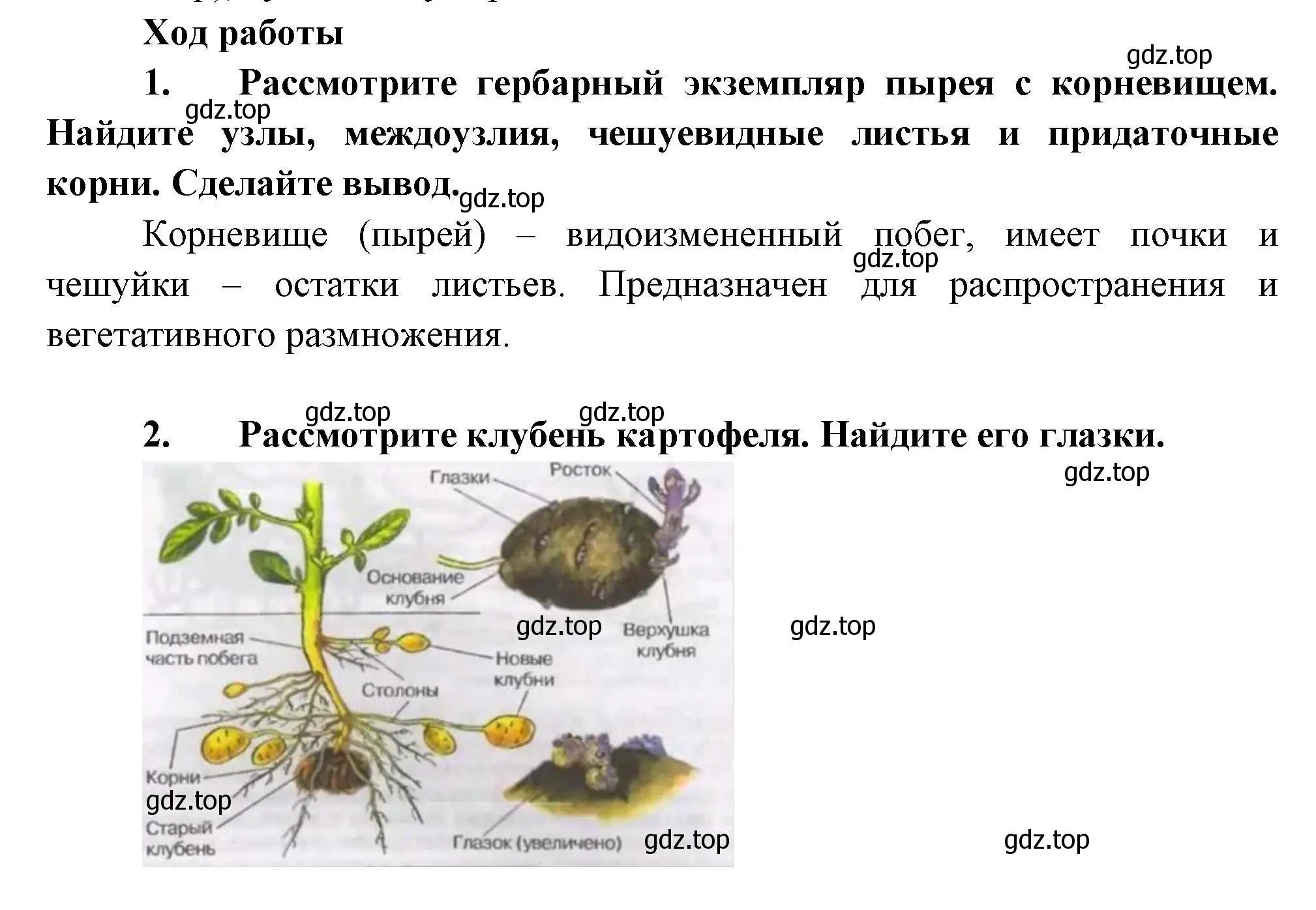 Решение  Лабораторная работа 6 (страница 78) гдз по биологии 6 класс Пономарева, Корнилова, учебник