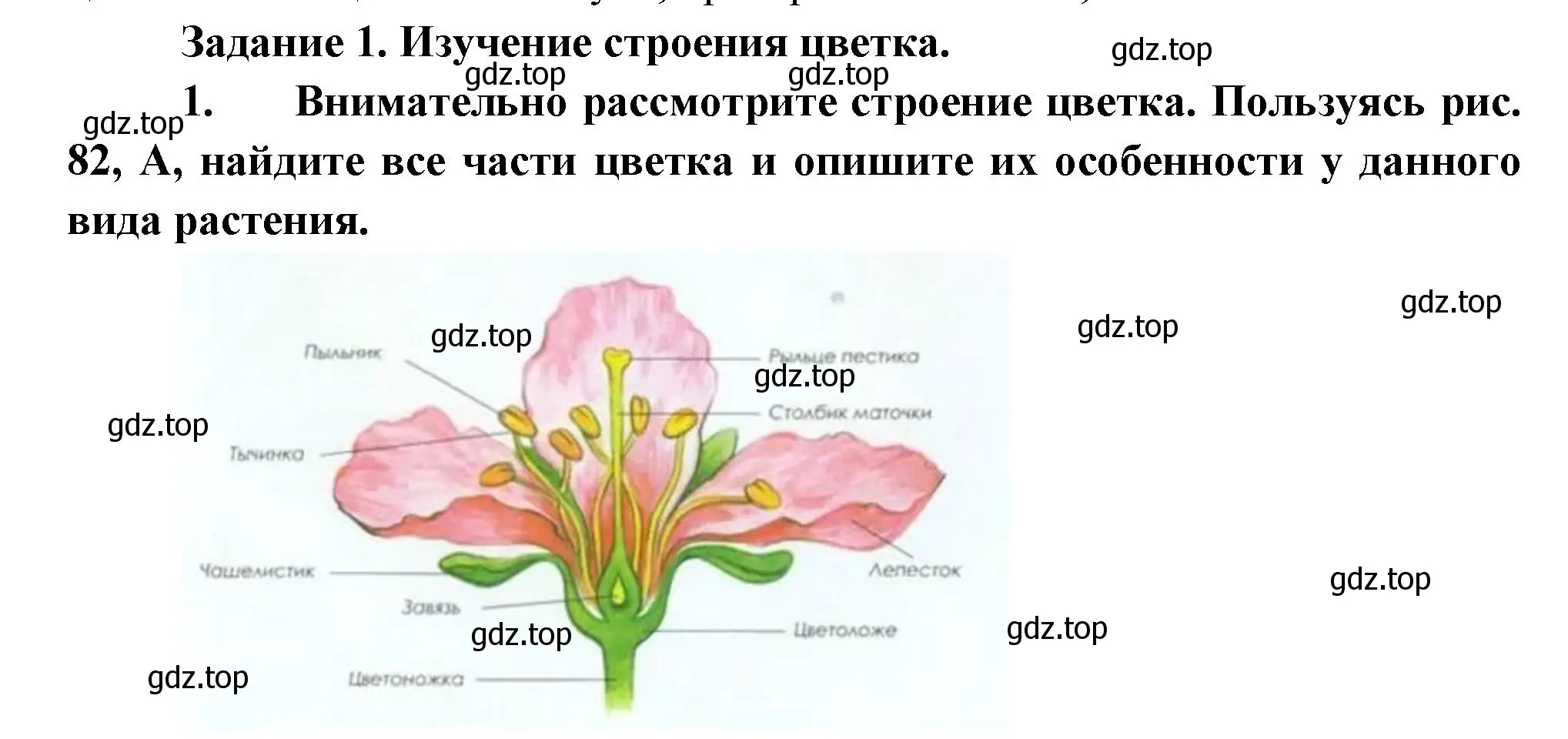 Решение номер 1 (страница 136) гдз по биологии 6 класс Пономарева, Корнилова, учебник