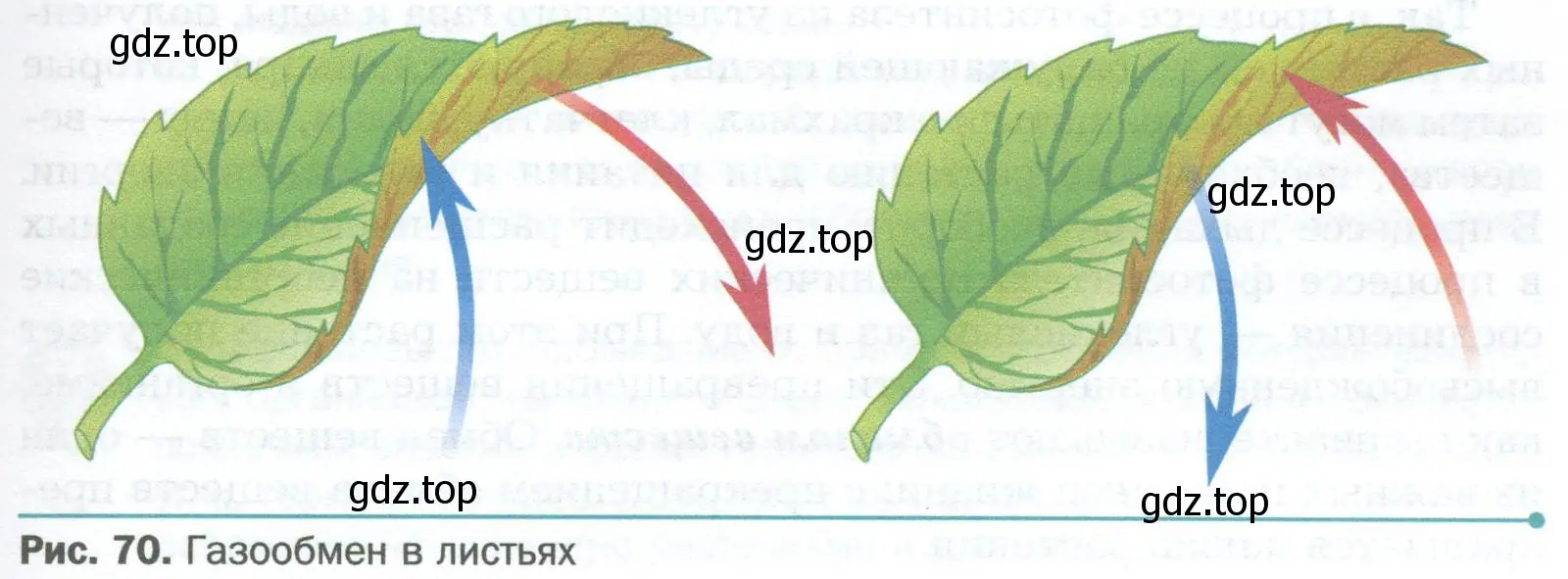 Газообмен в листьях