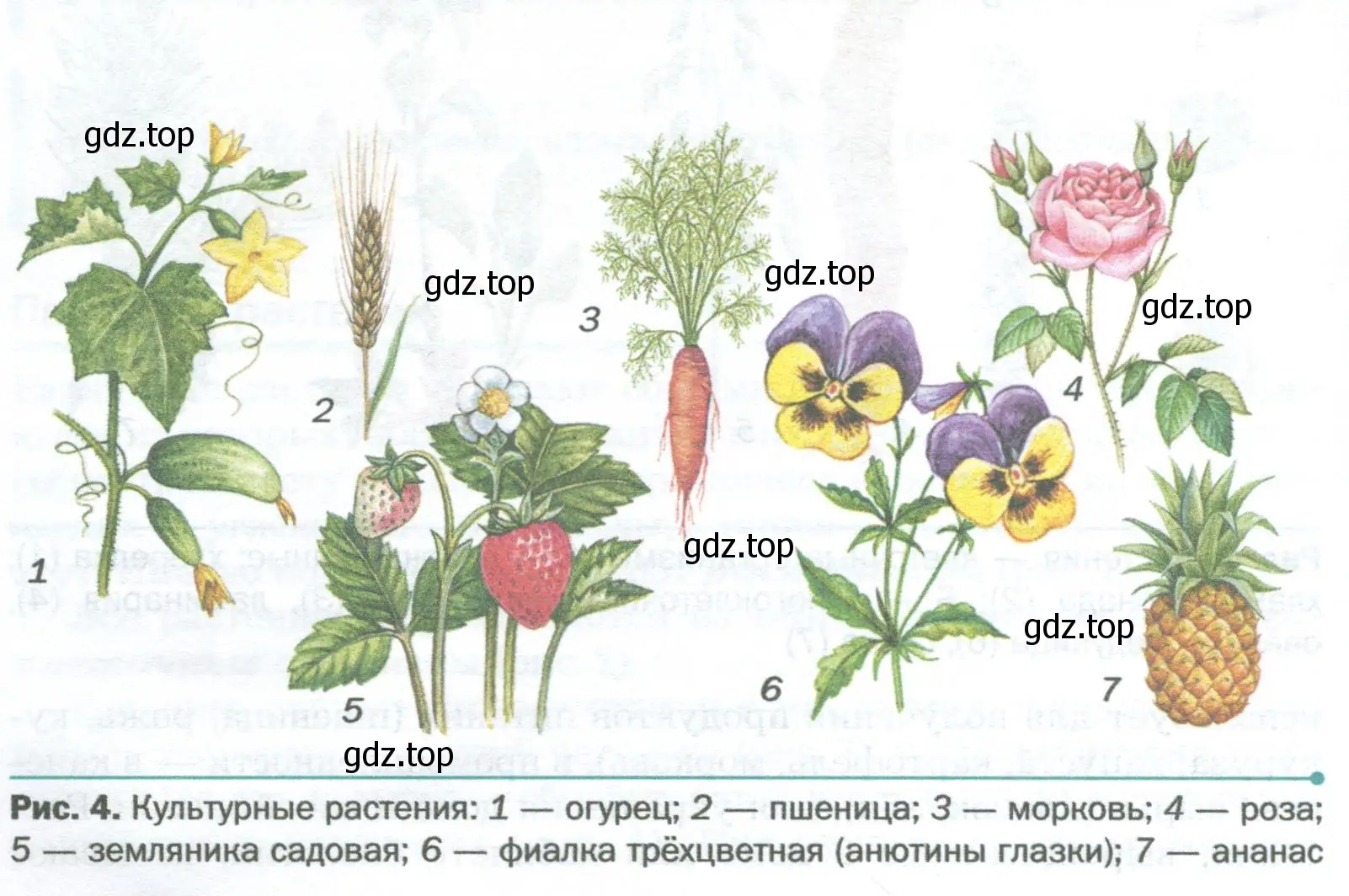 По рисункам 3 и 4 учебника найдите различие и сходство между культурными и дикорастущими растениями