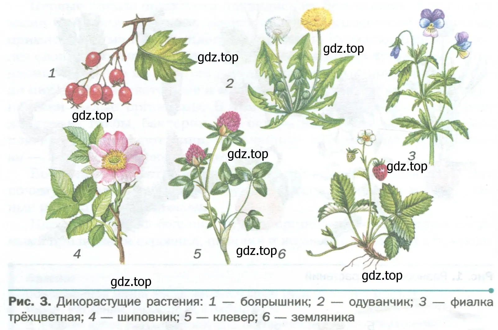 По рисункам 3 и 4 учебника найдите различие и сходство между культурными и дикорастущими растениями