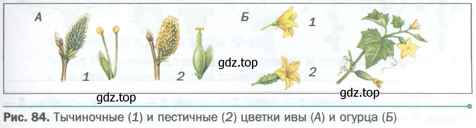 Пользуясь рисунками 84 и 85, определите тип соцветия